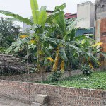 Cần bán 100m2 đất ngõ 191/2 Phúc Lợi. View công viên + tòa nhà văn phòng, đường ô tô tránh